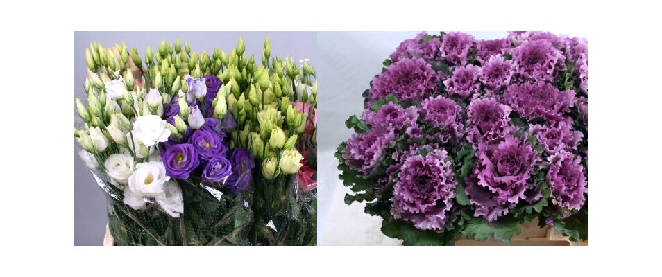 Week Offer (10) Eustomas Mix + (10) Brassicas Gift Wrapped
