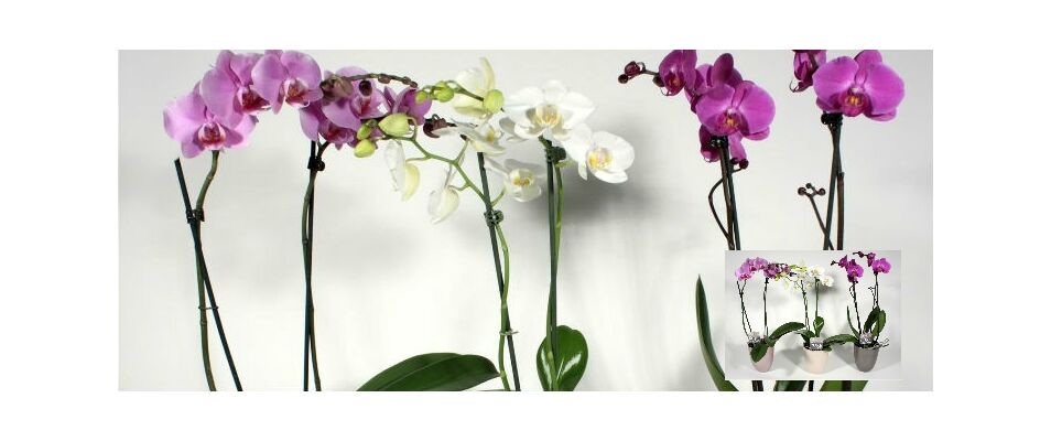 Φυτό Ορχιδέα Φαλαίνοψις  (1) Φυτό (2) κλώνοι λουλουδιών + ποτ. (Μόνο για την ΑΤΤΙΚΗ).