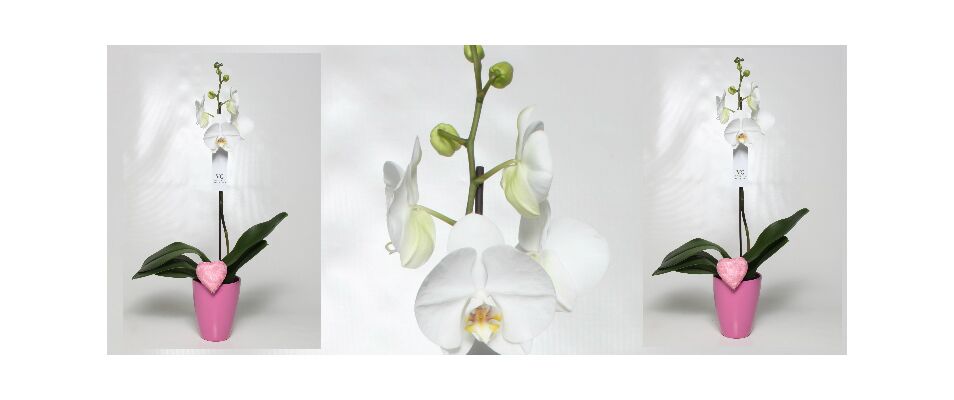 Ορχιδέα φαλαίνοψις φυτό "(1) στέλεχος λουλουδιών" + Ποτ.