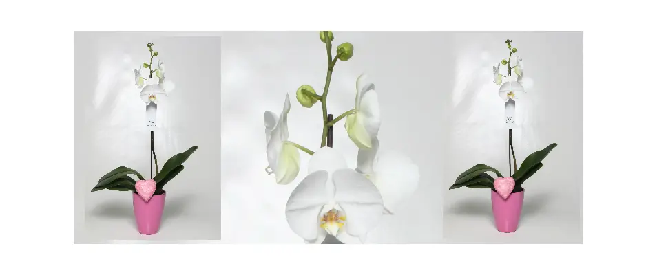Orchid phalaenopsis plant "(1) flower spikes" + Pot.