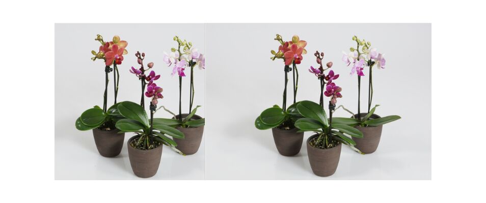 Ορχιδέα Φαλαίνοψις Μίνι "Νάνα" (1) Φυτό  σε ποτ (1) Κλώνος Λουλουδιών.