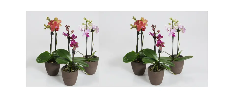 Phalaenopsis Orchid Mini Dwarf (1) plant  (1) spike of flowers in pot. Extra Quality.
