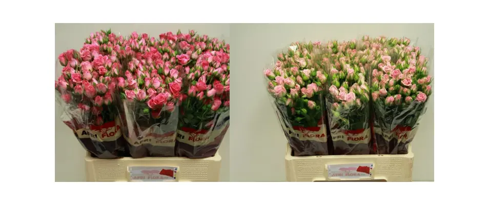 Pink Spray Roses (20) stems gift wrapped.