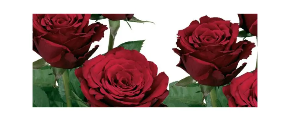 Red roses  A Quality Dutch . Super Week  Offer